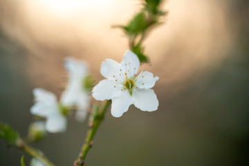 Tree blossom in full bloom. Cherry flowers in small clusters on a fruit tree branch, fading in to white. Shallow depth of field. Focus on center flower cluster. Close-up macro view
