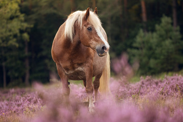 Schwarzwälder in der Heide