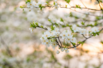Tree blossom in full bloom. Cherry flowers in small clusters on a fruit tree branch, fading in to white. Shallow depth of field. Focus on center flower cluster. Close-up macro view