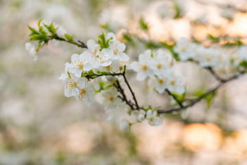 Tree blossom in full bloom. Cherry flowers in small clusters on a fruit tree branch, fading in to white. Shallow depth of field. Focus on center flower cluster. Close-up macro view