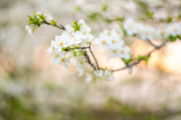 Tree blossom in full bloom. Cherry flowers in small clusters on a fruit tree branch, fading in to white. Shallow depth of field. Focus on center flower cluster. Close-up macro view