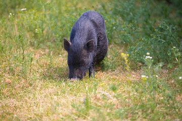 big boar in the natural environment on a summer day