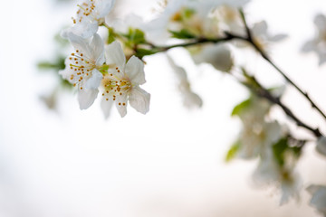 Tree blossom in full bloom. Cherry flowers in small clusters on a fruit tree branch, fading in to white. Shallow depth of field. Focus on center flower cluster. Close-up macro view
