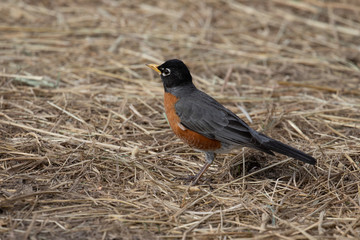 Robin bird