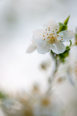 Tree blossom in full bloom. Cherry flowers in small clusters on a fruit tree branch, fading in to white. Shallow depth of field. Focus on center flower cluster. Close-up macro view