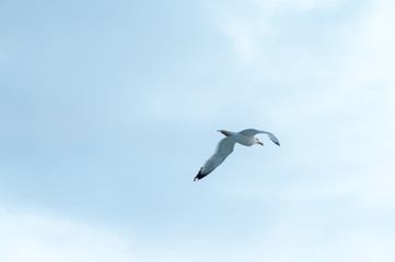 Fototapeta na wymiar the flight of a Seagull over a sandy beach lit by the setting sun