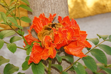 exotic flower growing in a botanical garden on the Spanish island of Tenerife on a summer warm...