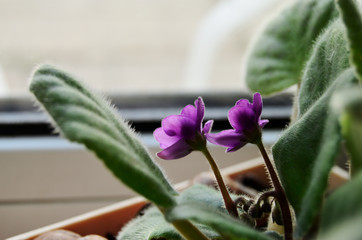 blooms purple flower in a pot on the background of the window