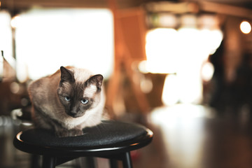 Siamese cat relaxed and crouching on a stool in a domestic setting