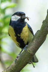 Great tit (Parus major) bears food to the young nest. Czechia. Europe.