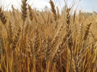Obraz premium field of wheat
