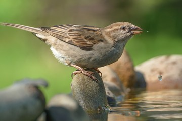 The House sparrow, Passer domesticus, female drinks in the water of a bird's waterhole.  Czechia. Europe.