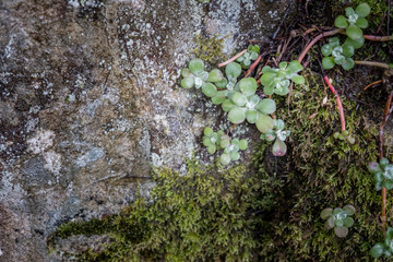 Succulent vine stretching across mossy rock Vancouver Island Canada northwest pacific coast