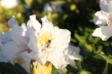 Biene sammelt Pollen auf weißen Blüten