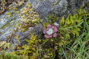 horizontal single red succulent growing among green Vancouver Island northwest Canada