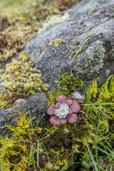 vertical Single red succulent growing among green Vancouver Island northwest Canada
