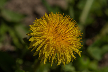 Yellow macro flower dandelion in green grass in sunny day