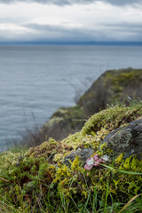 Red succulent among green horizontal view of Pacific Ocean Salish sea northwest ocean water