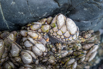 close up of multiple gooseneck barnacles growing in tidepool in northwest saltwater pacific ocean area