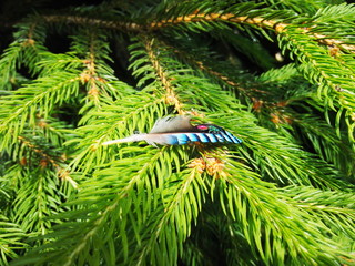 Jay feather on Korean pine.