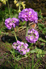 Obraz premium Flowers in the spring garden