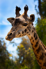 portrait of giraffe