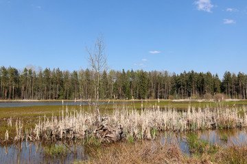 Pond in the forest, Czech Republic