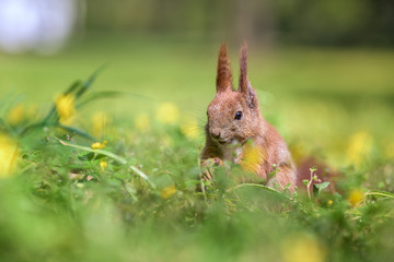 Smiling red squirrel among spring flowers - 342119640