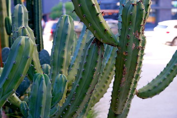 
Cacti on the streets of Los Angeles
Bright colorful background for web design.