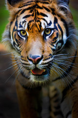 portrait of a bengal tiger
