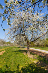 Fototapeta premium Cherry blossom in Hesse, Germany. 