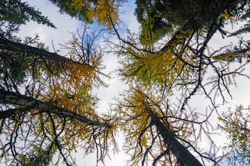 trees in autumn with beautiful fall colours