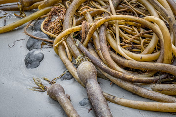 Bull kelp on sandy beach on Vancouver Island Sooke, British Columbia, Canada