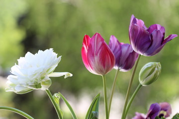 pink tulips in the garden