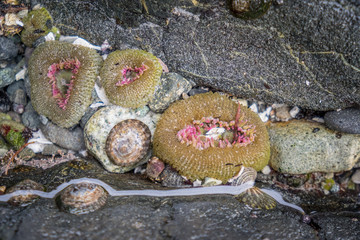 closed sea anemone in tide pool