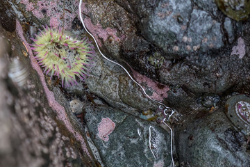 Sea anemone in tide pool in northwest 