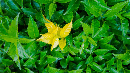 yellow flower on green background