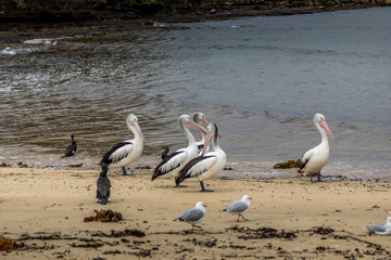 Pelican and other waterbirds at a beach in Victoria, Australia at a rainy day in summer.