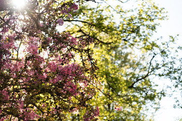 Blüten Frühling Baum