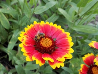 Pszczoła na kwiatku