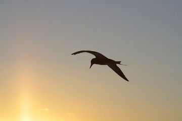 bird in flight