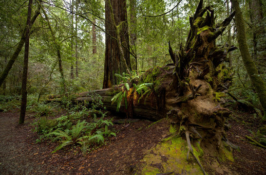 Fallen Redwoods Prarie Creek Redwood National Park