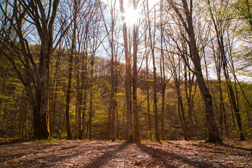 beautiful forest through which the sun shines. conservation of the environment. lovely wooden background.