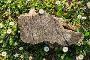 Spring flowers. Spring background. Top view. Picturesque stump on a camomile field