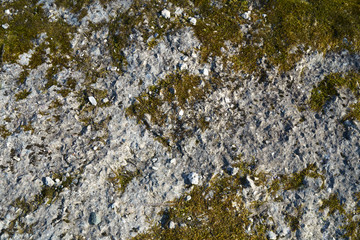 Green beautyfull moss on the stone wall