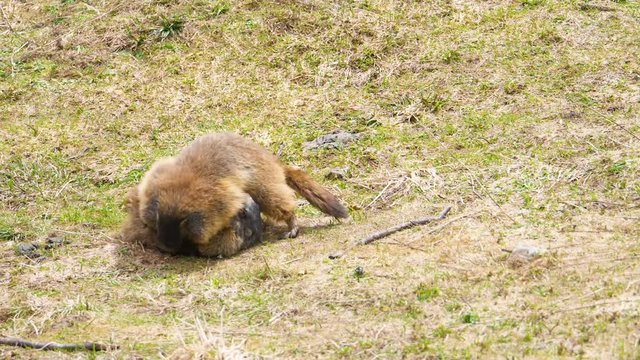 Murmeltiere beim spielenden Kr&auml;ftemessen auf einer Wiese im Allg&auml;u im Fr&uuml;hjahr