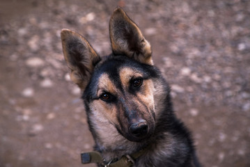 German Shepherd . funny dog looking into the camera.Pets. four-legged pets.