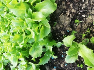 lettuce in the garden
