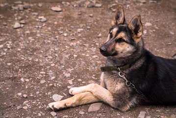 German Shepherd . dog on a chain in the yard.Pets. four-legged pets.