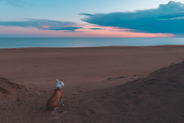 Obraz na płótnie Canvas Adorable dog sits and watches the beautiful golden sunset (sunrise) near the ocean. The dog sits on the beach near the sea. Copy space. Magical bluish and orange sunset. Dog beach concept.